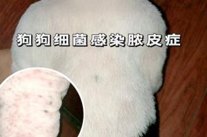 斗牛犬皮肤病的治疗时间有多久？（详解斗牛犬皮肤病的治疗过程和时间节点）