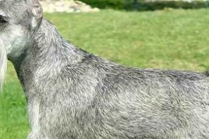 长嘴犬（揭秘长嘴犬的外貌特征及品种特点）