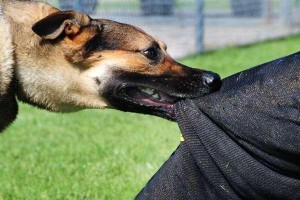 打造一只健康快乐的宠物犬（打造一只健康快乐的宠物犬）