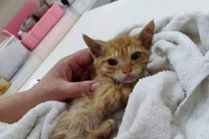 猫咪脱水的原因及预防措施（探究猫咪脱水的原因以及如何预防脱水情况发生）