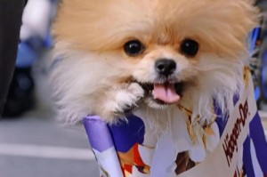 博美犬的食物敏感（揭开博美犬食物敏感的谜团，如何解决？）