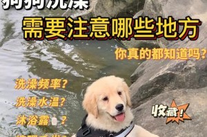 如何给以古牧幼犬洗澡（宠物护理必备技能，做个称职的主人）