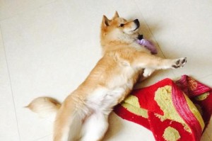 为什么狗活短？（探究狗的寿命与相关因素）
