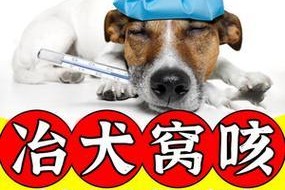 狗感冒有鼻涕吃什么药？（有效药物帮助你的宠物摆脱鼻涕困扰）