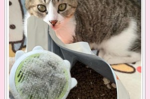 探究猫为什么会掉毛（揭秘猫咪掉毛的原因及应对方法）