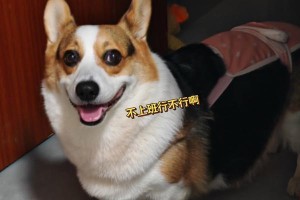 解读“以狗谁是什么意思啊”的深层含义（探索“以狗谁是什么意思啊”的社会与心理影响力）