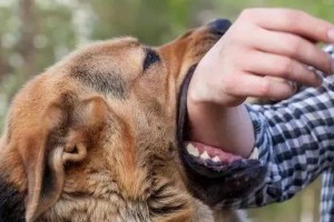 宠物狂犬病，早防早治！（以狂犬病的症状，保护宠物健康。）