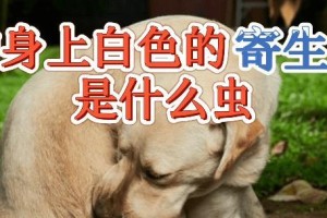 如何帮助宠物犬驱除体内寄生虫？（掌握这些方法，犬宝宝健康成长）