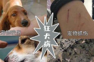 如何判断狗狗是否患有狂犬病？（狗狗感染狂犬病毒的原因及常见表现）