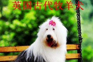 打造优美健康的古代英国牧羊犬（从美容到卫生，让您的宠物健康快乐）