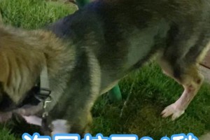 狗尿对自己的行为有什么影响？（狗尿自我舔添的原因及影响）