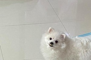 狗舍火碱消毒后多久可以养狗（狗舍火碱消毒周期及注意事项）