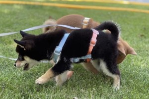 如何科学饲养你的柴犬？（从喂养到训练，全面了解柴犬饲养方法）