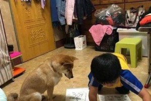 如何预防宠物犬的偷跑和走丢（以平常之举，让爱犬安心归家）