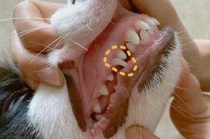 小狗长獠牙的过程（从乳牙到恒牙，小狗獠牙的成长）