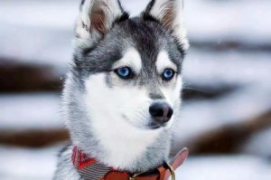 全球十大最著名的狗狗（揭秘秋田犬和哈士奇如何成功登上全球十大最著名狗狗榜单）