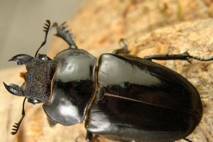 以林氏蝴蝶鱼为宠物的饲养方法（从选择水族箱到营养控制，打造完美蝴蝶鱼家族）