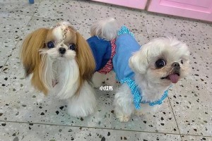 探究马尔济斯犬的性格特点（以宠物为主的犬类性格分析）