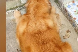 探究狗狗为什么喜欢刨洞（揭秘狗狗刨洞的行为动机与心理原因）