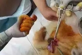 狗狗绝育后的恢复时间及注意事项（了解狗狗绝育术后恢复的时间表，以及如何正确护理你的宠物）