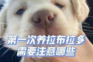 如何给拉布拉多犬提供健康饮食（如何给拉布拉多犬提供健康饮食）