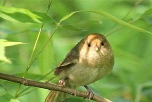 棕扫尾鹩莺饲养指南（详解棕扫尾鹩莺的喂养、环境和健康管理）