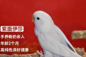 鹦鹉鸽的饲养方法（如何让鹦鹉鸽健康成长）