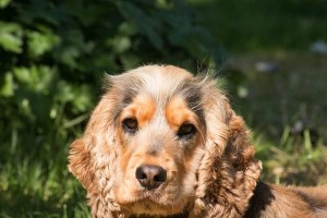 影响可卡犬性格的因素（如何培养可卡犬健康的性格）