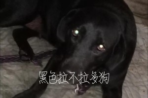 饲养拉布拉多犬的注意事项（拉布拉多禁忌行为及防范措施）