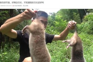 银星竹鼠的饲养方法（以宠物为主，做好这些细节，让你的银星竹鼠安居乐业）