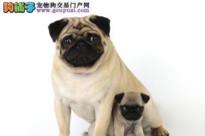 如何科学养护巴哥犬？（从饲养环境到日常护理，全面解析巴哥犬养护技巧。）