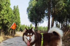 如何改善阿拉斯加犬的毛发质量（选择适合阿拉斯加犬的食物，让毛发更加靓丽）
