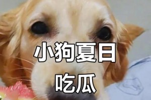 金毛不能吃的11种食物（保护您的金毛）