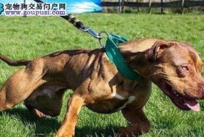 比特犬饲养守则（以宠物为主，打造健康快乐的比特犬）