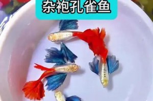 孔雀鱼的养殖与水质要求（孔雀鱼养殖需要注意的水质要求与方法）