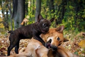 大狗比小狗好养的原因（为什么选择养大狗更加合适？）