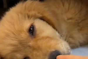 给狗煮骨头需要煮多久？（探讨狗骨头煮制时间的重要性与建议）