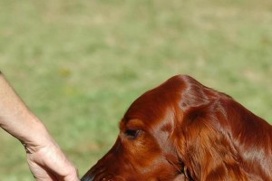 如何清洁身上有异味的爱犬？（从原因到方法，这里有最全面的狗狗清洁指南！）