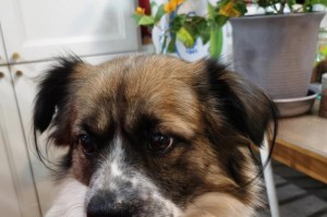 蝴蝶犬（了解蝴蝶犬的优点和魅力，不容错过的）