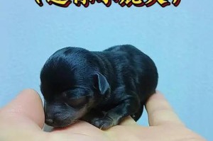 鹿犬的多彩世界（探秘鹿犬的丰富毛色与特点）