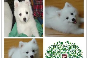 银狐犬幼犬的科学喂养方法（让你的小宠物健康成长）