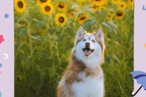 八哥犬呕吐怎么办？采用小妙招，快速恢复（宝贝出现呕吐，别慌！这些方法帮你解决）