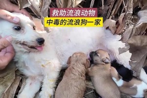 狗狗中毒的常见症状及预防措施（了解狗狗中毒的症状，保护你的宠物免受危害）