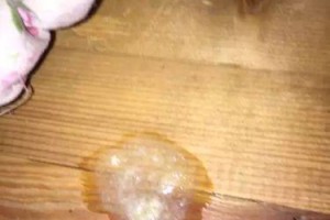 狗粮的成分导致狗狗便便臭气熏天？（探究狗狗吃了狗粮为什么会产生臭气以及如何改善）