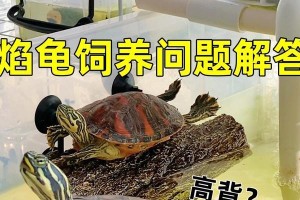 佛州甜甜圈龟的饲养全攻略（了解龟龟的生活习性，让它们健康成长）