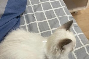 如何让你的宠物猫留在家里不再四处乱跑（掌握这些方法，宠物猫将更乖巧听话）