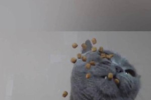 以蓝猫能吃的食物（了解蓝猫的饮食需求及合适的食物选择）