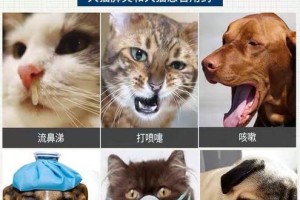 小狗狗肺炎的药物治疗指南（药物选择与用药注意事项）