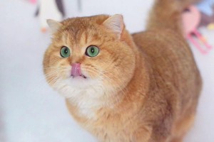 猫咪生病发出的声音及其意义（揭示猫咪不同声音背后的健康信息）