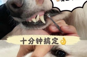 如何保护宠物幼犬的牙齿（从饮食到日常护理，全方位呵护您家宠物的口腔健康）